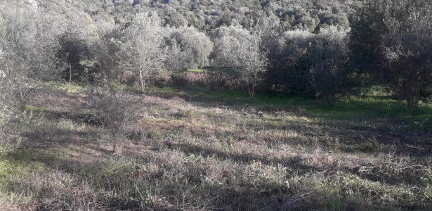 Nuxis – Lotto Edificabile Località Peppi Mereu mq. 1836