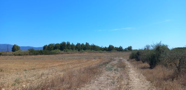 Villamassargia – Terreno Località Tuerra Manna mq. 7415