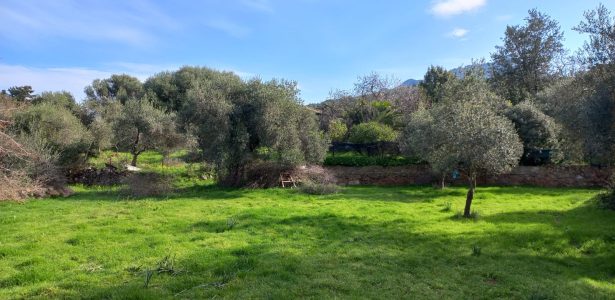 Nuxis – Terreno edificabile mq. 2395